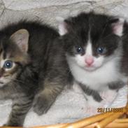 Huskat Grafilt SOLGT