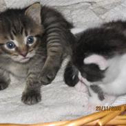 Huskat Grafilt SOLGT