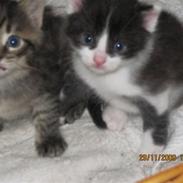 Huskat Grafilt SOLGT