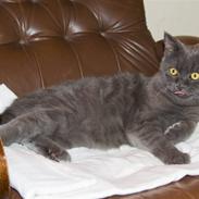 Blanding af racer nfo/bri PIV