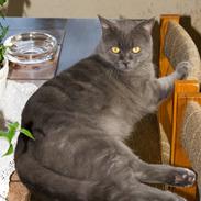 Blanding af racer nfo/bri PIV