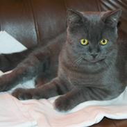 Blanding af racer nfo/bri PIV