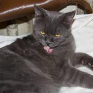 Blanding af racer nfo/bri PIV