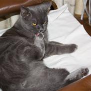 Blanding af racer nfo/bri PIV