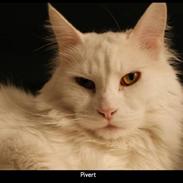 Maine Coon Pivert