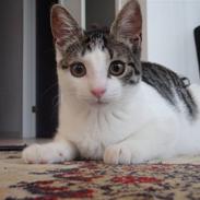 Huskat Sussie Sulaima Valborg