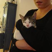 Huskat Sussie Sulaima Valborg