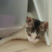 Huskat Sussie Sulaima Valborg