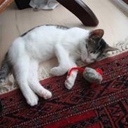 Huskat Sussie Sulaima Valborg