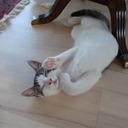 Huskat Sussie Sulaima Valborg