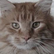 Maine Coon tiger