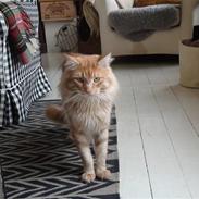 Maine Coon tiger