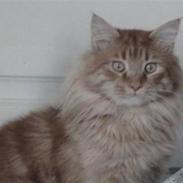 Maine Coon tiger