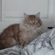 Maine Coon tiger