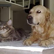 Maine Coon Carloz
