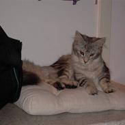 Maine Coon yvonne