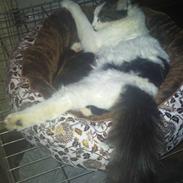 Maine Coon Ludwig