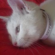 Huskat Angel <3