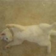 Huskat Angel <3
