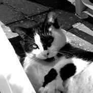 Huskat Fedtmule (givet væk) :'[