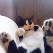 Huskat Fedtmule (givet væk) :'[