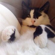 Huskat Fedtmule (givet væk) :'[