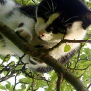 Huskat Fedtmule (givet væk) :'[