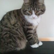 Blanding af racer Noah