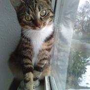 Huskat Chiva - Forsvundet