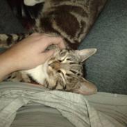 Huskat Chiva - Forsvundet