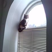 Huskat Chiva - Forsvundet