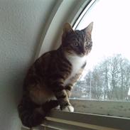 Huskat Chiva - Forsvundet