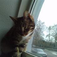 Huskat Chiva - Forsvundet