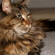 Maine Coon DK's bright Magdalena