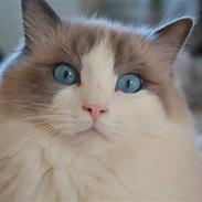 Ragdoll **  DK Wrensted Loui  **