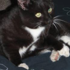 Huskat Prinsessen *INTERNAT*