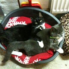 Blanding af racer Findus <3333 R.I.P :'( <3