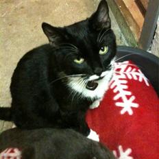 Blanding af racer Findus <3333 R.I.P :'( <3