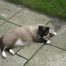 Blanding af racer Smokey Jaw-jaw R.I.P<333