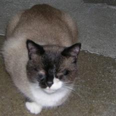 Blanding af racer Smokey Jaw-jaw R.I.P<333