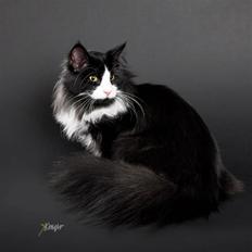 Norsk Skovkat Zalethcos Gazette