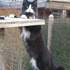 Norsk Skovkat Zalethcos Gazette