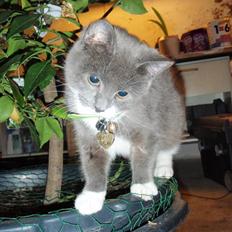 Blanding af racer Gråmis <3