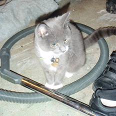 Blanding af racer Gråmis <3