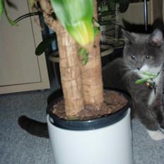 Blanding af racer Gråmis <3