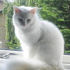Tyrkisk Angora Gaio