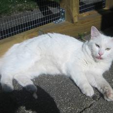 Tyrkisk Angora Gaio