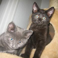 Blanding af racer Maggie 