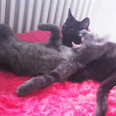 Blanding af racer Maggie 