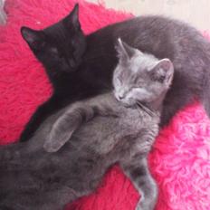 Blanding af racer Maggie 